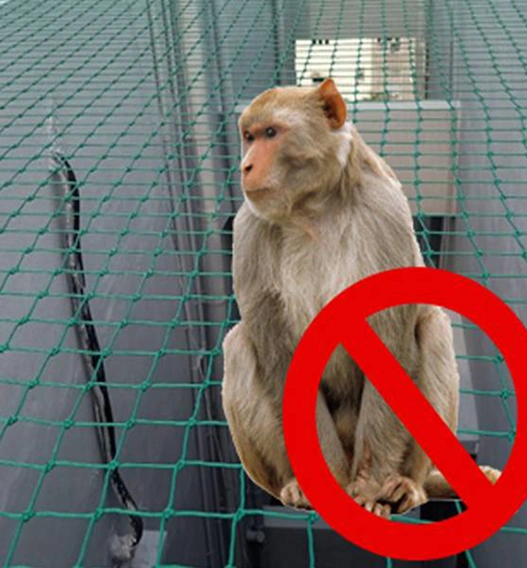 Monkey Safety Nets